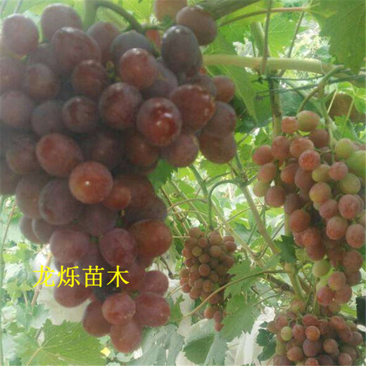 黔南5公分黑珍珠樱桃高产种植技术
